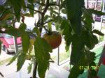This is my 2nd tomato