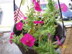 second bloom