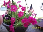 Second bloom of petunias on an old plant,SO HAPPY