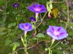 Morning glories