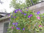 More Morning Glories