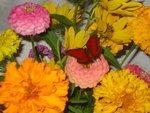 Zinnias and Marigolds and butterfly. 