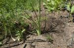 bolted florence fennel