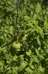 siletz tomatoes