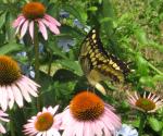 Giant Swallowtail