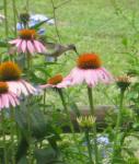 Hummer on coneflower