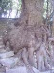 Amazing root system