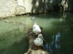 A goose and duck sharing a log