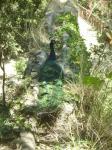 A peacock in an aqueduct - Rodini park