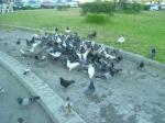 Well-fed doves