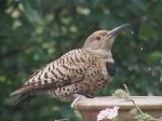 Northern Flicker