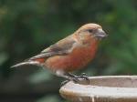 Rred headed crossbill.