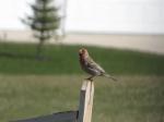 House finch