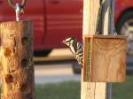 Downy Woodpecker