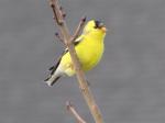 American Goldfinch