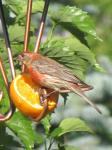 Young House Finch