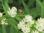 Hummingbird Moth