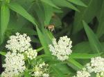 Hummingbird Moth