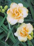 Daylily