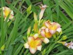 Daylily