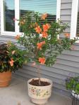 Hibiscus tree