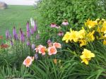 Flowers around the patio...