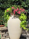 Container....s.potato vine, petunias and coleus