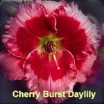 Cherry Burst Daylily