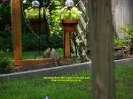 Morning Doves come every day to primp