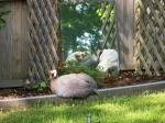 guinea hens