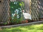 Neighbors guinea hens