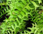 Nephrolepis falcata furcans or Fish Tail Fern