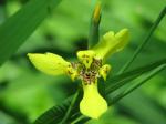 Neomarica longifolia or Yellow Walking Iris
