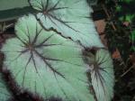 Rex Begonia - unknown cultivar