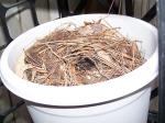 Carolina wren nested in pot.