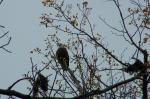 Bald Eagle in my back yard. I was so excited.