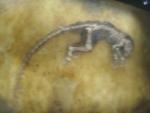 The fossil "Ida" - 47 million years old