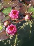 Botanical Gardens - red waterlilies
