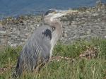 Great Blue Heron.