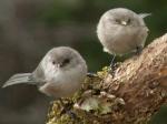 Pair of Bushtits