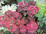 coleus now - turned pink