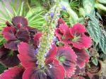 coleus with the bunch of flowers