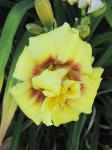 Daylily