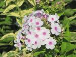 phlox...