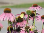 Clouded sulphur Butterfly