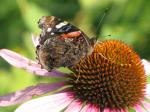 Red Admiral