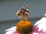 Red Admiral