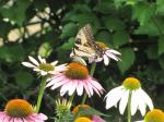 Eastern Tiger Swallowtail