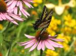 Eastern Tiger Swallowtail