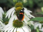 Red Admiral...the pretty colors on top...